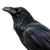 A black crow perched confidently, its sleek feathers and dark eyes captured in high contrast against the simplicity of a white backdrop photo