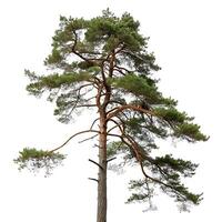 Vertical shot of a Scots pine tree, showcasing its wide reaching branches and pine needles, isolated on a white backdrop for a minimalist effect photo
