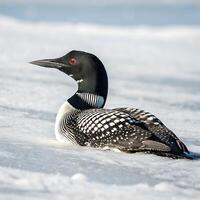 Loon bird with striking black and white plumage, resting peacefully on snow covered ground, showcasing its unique pattern and red eyes photo