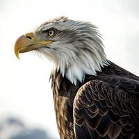 majestic bald eagle with striking yellow beak and sharp eyes, showcasing its powerful and noble demeanor photo