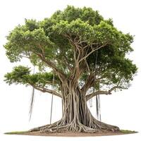 Massive banyan tree with sprawling aerial roots and a dense green canopy, isolated on a white background, showcasing its intricate structure photo