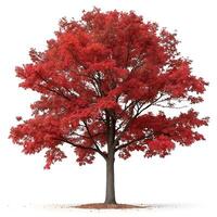 A full red oak tree with fiery red leaves during autumn, standing tall and isolated on a clean white backdrop, perfect for nature and seasonal photography photo