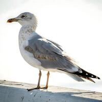 Seagull standing proudly on a white background, showcasing its distinct white feathers and sharp beak with an elegant stance photo