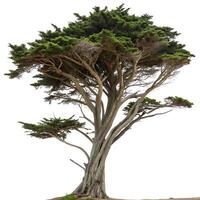 A cypress tree with twisted branches and bright green leaves, standing out against a pristine white background, symbolizing resilience photo