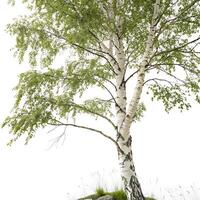 Tall birch tree standing alone with a textured bark pattern and fresh spring leaves, isolated on white, perfect for botanical and nature themed visuals photo