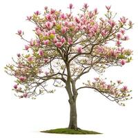 A magnificent tulip tree covered with lush pink flowers and green foliage, perfectly isolated against a simple white background to emphasize its springtime allure photo