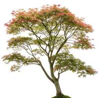 Japanese maple tree with vibrant red and green foliage isolated on white background, showcasing delicate, intricately shaped leaves photo