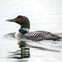 Loon bird resting in serene isolation, with bright red eyes and a unique black and white feather pattern against a snowy background photo