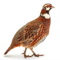 Beautiful quail bird with brown and white feather patterns perched elegantly, captured on a white background photo
