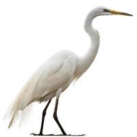 Close up of a graceful white egret with elegant plumage and an intense gaze, isolated on white for nature and wildlife collections photo