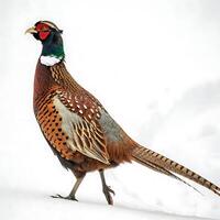 Stunning pheasant with intricate feather patterns and vivid colors, walking in the snow with a bright white backdrop photo