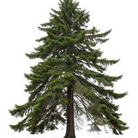 Strong Douglas Fir tree with full, green foliage and pointed branches, presenting a powerful silhouette against a white background photo