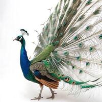 Magnificent peacock displaying its vibrant blue and green feathers with a full fan of iridescent tail feathers against a clean white background photo