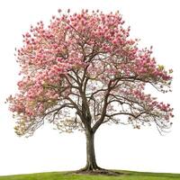 A blooming tulip tree with beautiful pink blossoms and spring green leaves, photographed with a clean white background for a striking visual focus photo