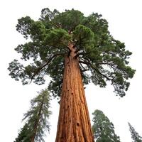 Towering redwood tree viewed from the base upwards, showing its massive trunk and lush green canopy, isolated against a clean white background photo