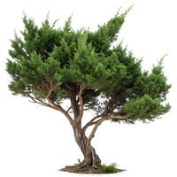 Graceful juniper tree with a full canopy of fresh green leaves, captured in front of a pure white background, emphasizing its distinct form photo
