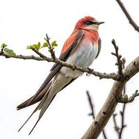 swift bird perched on a branch, showcasing its delicate features and vibrant plumage with a clean white background photo