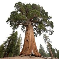 Looking up at a tall sequoia tree, with its wide trunk and green foliage reaching upward, isolated on a white background for dramatic effect photo