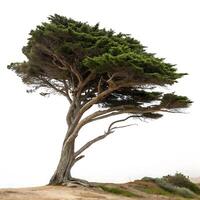 Cypress tree standing alone, its branches twisting upwards, set in a pure white space, evoking simplicity and elegance photo
