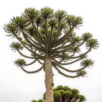Monkey puzzle tree featuring its sharp, spiny branches and layered green needles, isolated on a white background for an artistic and minimalist look photo
