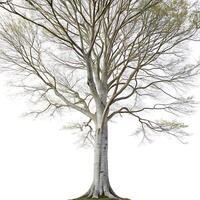 Tall beech tree with a dense branching pattern and fresh green foliage, isolated on white, highlighting its elegant form and seasonal growth photo