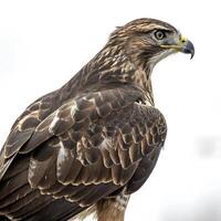 Majestic hawk perched in profile, showcasing its sharp beak, intense yellow eyes, and intricately patterned feathers against a white background photo