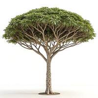 An umbrella tree with a distinctive rounded canopy and slender branches, standing tall against a crisp white background, emphasizing its unique shape and form photo