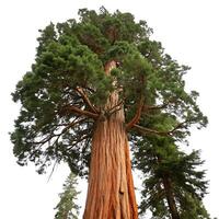 A large tree with a large trunk and many branches photo