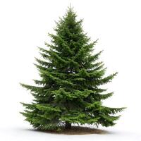 Beautiful fir tree with a symmetrical form and lush green foliage, isolated on a clean white backdrop, representing the tranquility of nature photo