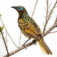 colorful bowerbird perched, showcasing its vibrant green and yellow feathers, set against a clean white background photo