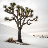 Majestic Joshua tree standing tall in the desert under clear skies, capturing the unique texture and striking silhouette of the desert flora photo