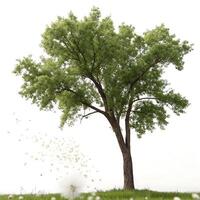 Green cottonwood tree in early spring, delicate dandelion seeds floating in the breeze, refreshing natural scene photo