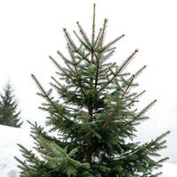 The elegant silhouette of a spruce tree standing in the snow with its branches perfectly arranged against a clear white backdrop photo