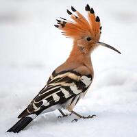 Stunning hoopoe bird with a vibrant orange crest standing gracefully on snow covered ground, showcasing its unique plumage and long beak against a white background photo