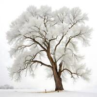 Frozen winter landscape with cottonwood tree covered in snow, icy atmosphere, and barren branches in the cold weather photo