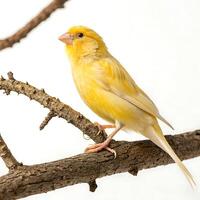 yellow canary bird sitting on a twig, with vivid yellow plumage and a clear view of its delicate features photo