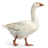 White goose with orange beak and feet walking on a white background, showcasing its smooth feathers and strong posture photo