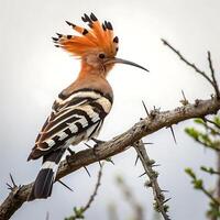 Beautiful hoopoe perched on a thorny branch, displaying its striking orange and black crown and intricate wing patterns, captured in a peaceful nature scene photo