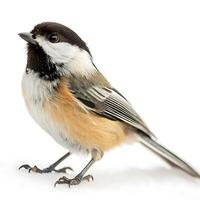 chickadee perched in the snow, showcasing its black and white feathers and small features in crisp detail photo
