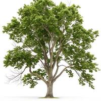 A symmetrical and well defined sycamore tree with rich green leaves and a strong, tall trunk, set against a stark white background for contrast photo