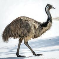 Stunning close up shot of an emu walking in a dynamic pose, its dark feathers and long legs beautifully highlighted against a white background photo