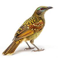 A detailed shot of a bowerbird, displaying its unique green and yellow feathers and bright blue accents, set against a pure white background photo