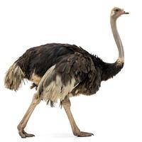 Side view of an ostrich walking in a clean, white environment, displaying its long, slender neck and impressive body feathers photo