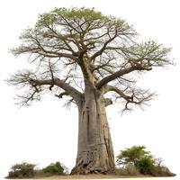 Iconic baobab tree with a towering, swollen trunk and sparse branches, isolated on a clean background, perfect for nature and environmental themes photo