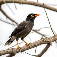mynah bird with striking yellow and black plumage, perched on a tree branch with its elegant posture and sharp beak photo