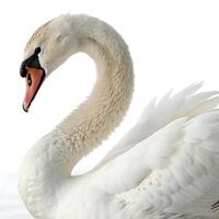swan with a beautifully curved neck and pristine white feathers, standing out in front of a minimalistic white background photo