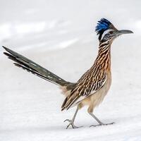 Side view of a roadrunner bird with bright blue crest feathers and long tail, walking confidently in a snowy environment, isolated on a white background photo