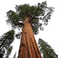A towering sequoia tree with its massive trunk and expansive branches, captured from below against a pure white background for a majestic view photo
