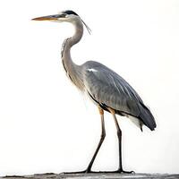 Elegant heron standing in profile, showcasing its graceful long neck and sleek feathers against a minimalist white background, symbolizing beauty and nature photo