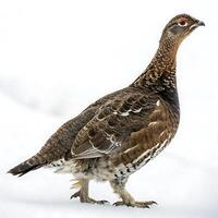 Grouse bird with striking red eyes and detailed plumage, standing gracefully on snow covered ground with a soft, minimalistic white background photo